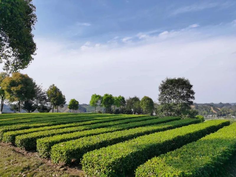有关于百条红色茶乡旅游精品路线,四川夹江:遗产揽胜·天福品茗的相关信息(2)