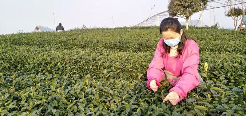 有关于百条红色茶乡旅游精品路线,四川夹江:遗产揽胜·天福品茗的相关信息(6)