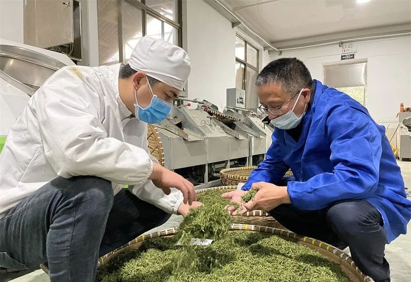 有关于“茶二代”夏炒波:青春在茶香中飞扬的最新消息