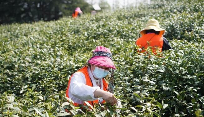 关于南京:黄龙岘上抢采明前茶的资讯(3)