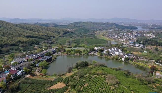 关于南京:黄龙岘上抢采明前茶的资讯(2)