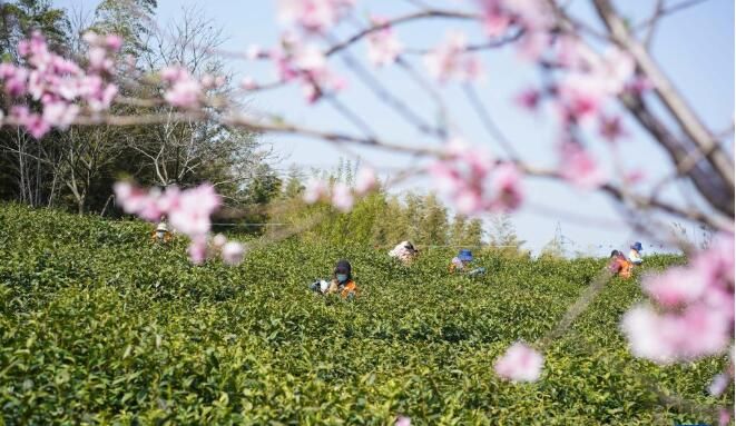 关于南京:黄龙岘上抢采明前茶的资讯(4)