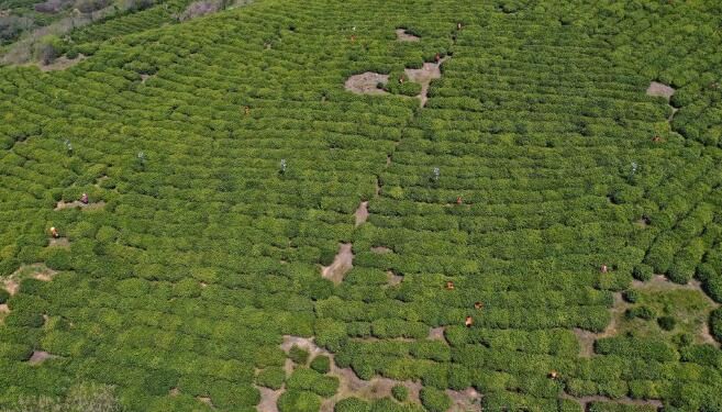 关于南京:黄龙岘上抢采明前茶的资讯(1)