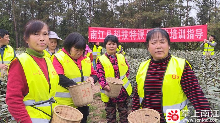 有关于春茶采摘时 茶园里来了科技特派员的资讯(1)