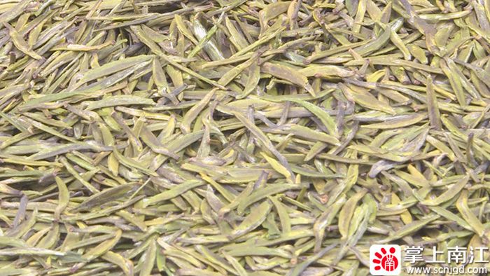 有关于春茶采摘时 茶园里来了科技特派员的资讯(7)