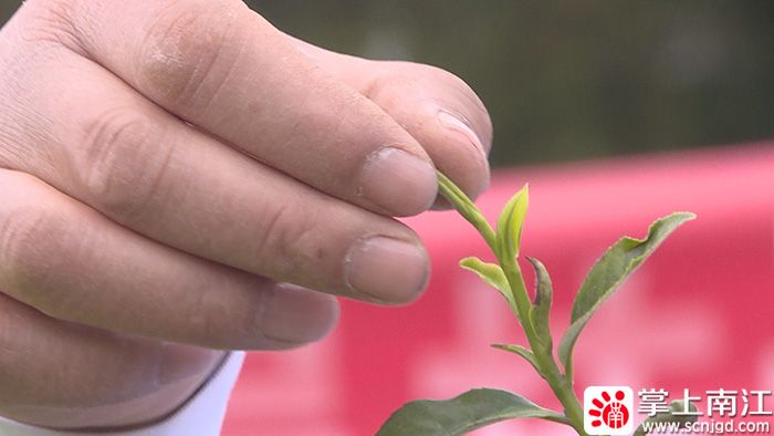 有关于春茶采摘时 茶园里来了科技特派员的资讯(3)