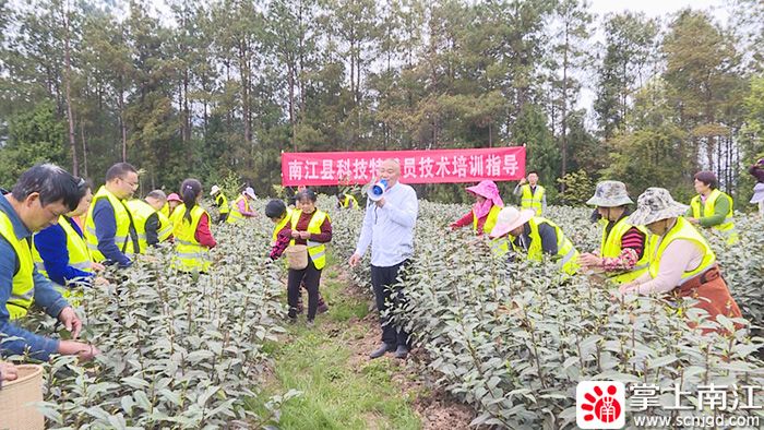 有关于春茶采摘时 茶园里来了科技特派员的资讯