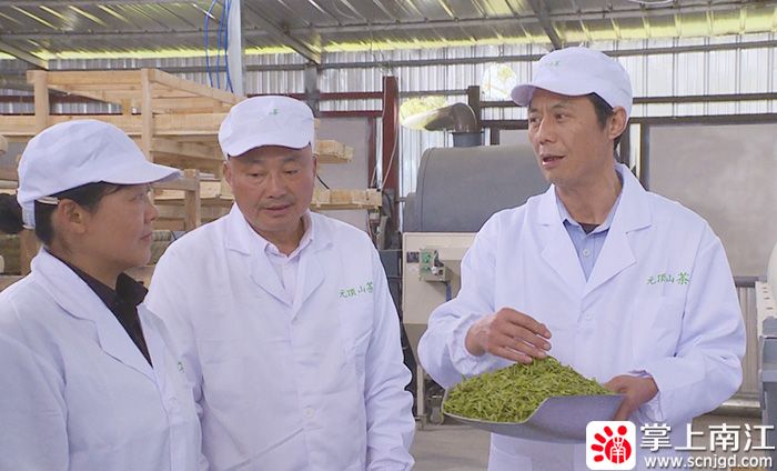 有关于春茶采摘时 茶园里来了科技特派员的资讯(5)