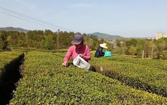 有关于浠水清泉镇:做好茶文章 促农增收致富的最新消息