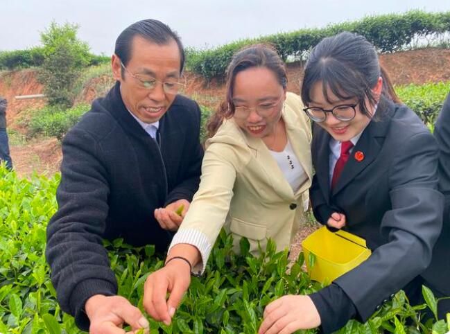 关于春暖茶飘香 助农采茶忙--富顺县人民法院对口帮扶采茶活动的消息(1)