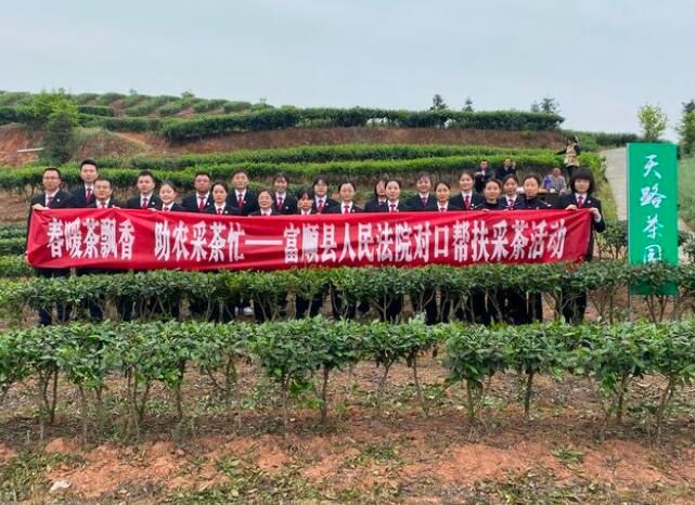 关于春暖茶飘香 助农采茶忙--富顺县人民法院对口帮扶采茶活动的消息