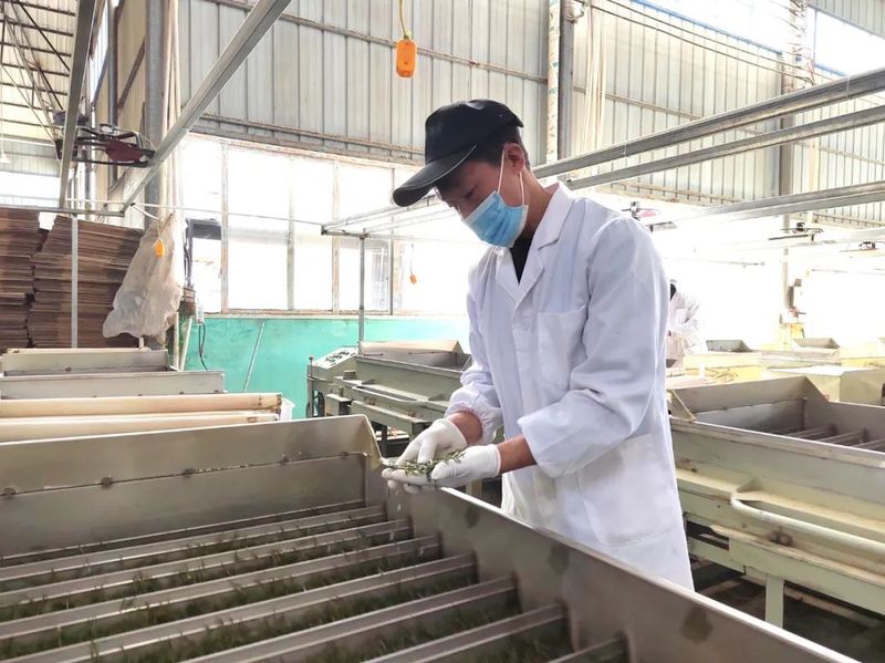 有关于春茶飘香,湄潭茶企加工忙!的内容(1)