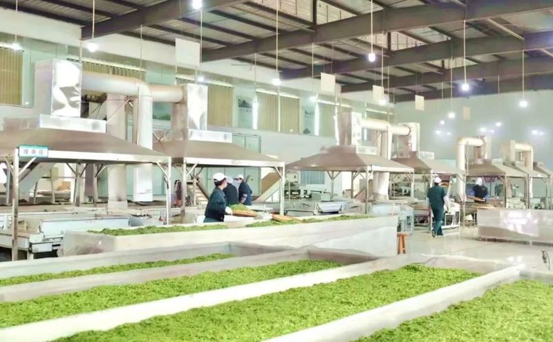 有关于春茶飘香,湄潭茶企加工忙!的内容(5)