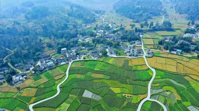 有关于春茶飘香,湄潭茶企加工忙!的内容(3)