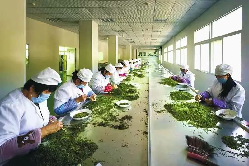 有关于春茶飘香,湄潭茶企加工忙!的内容(6)