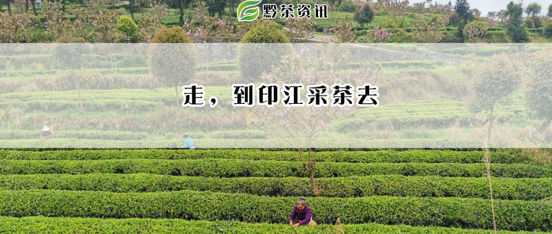 关于走,到印江采茶去的相关内容