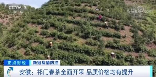 关于安徽：祁门春茶全面开采 品质价格均有提升的内容