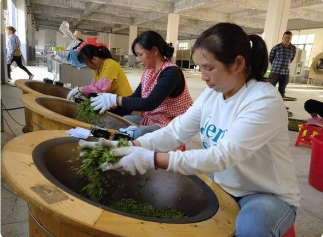 关于荔波县梅桃村：电力贴心服务 田间春茶飘香的消息(3)