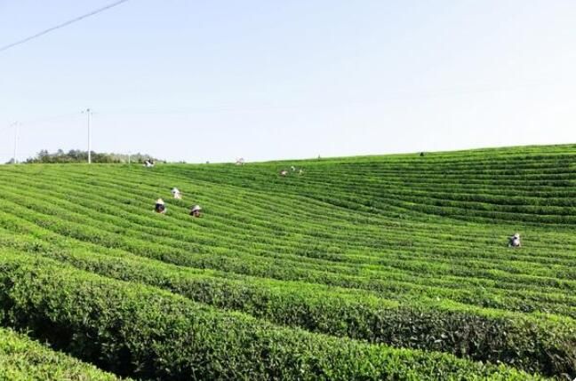 关于荔波县梅桃村：电力贴心服务 田间春茶飘香的消息