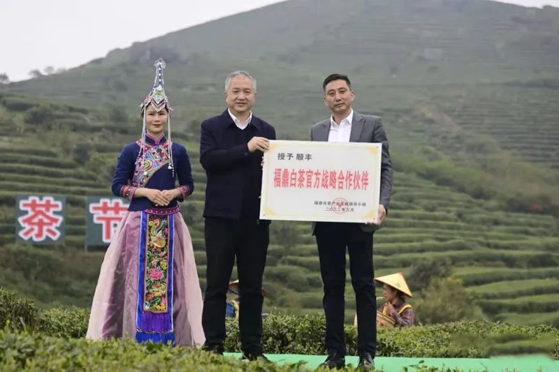 关于第十一届福鼎白茶开茶节，今天“云”开茶！的内容(8)