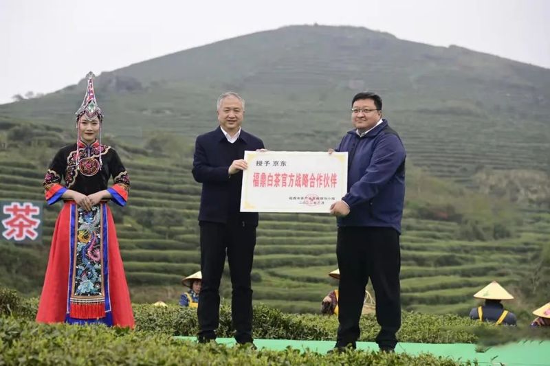 关于第十一届福鼎白茶开茶节，今天“云”开茶！的内容(7)