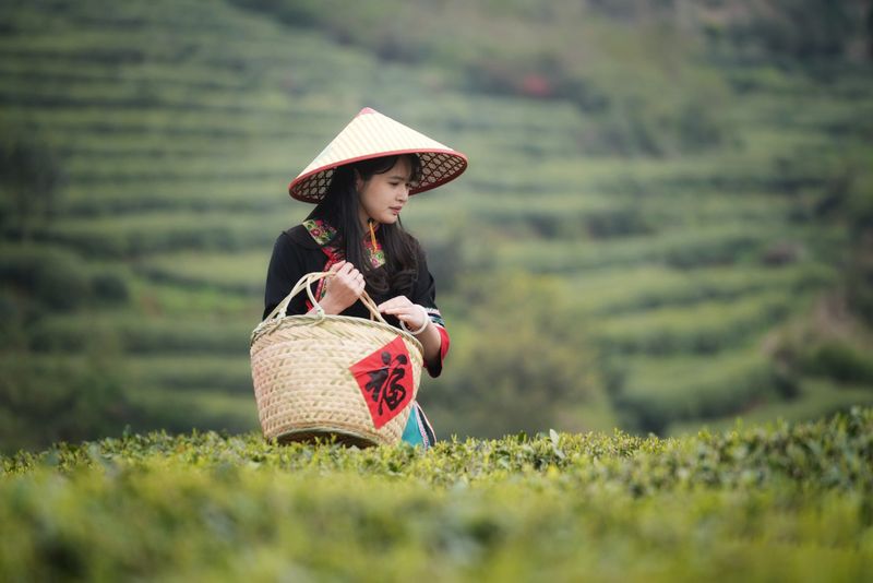 关于第十一届福鼎白茶开茶节，今天“云”开茶！的内容(3)