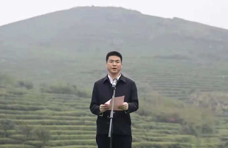 关于第十一届福鼎白茶开茶节，今天“云”开茶！的内容(5)