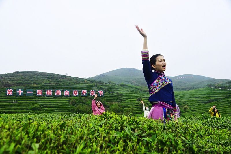 关于第十一届福鼎白茶开茶节，今天“云”开茶！的内容(2)