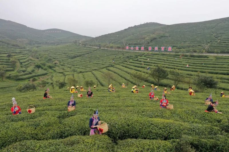 关于第十一届福鼎白茶开茶节，今天“云”开茶！的内容(1)