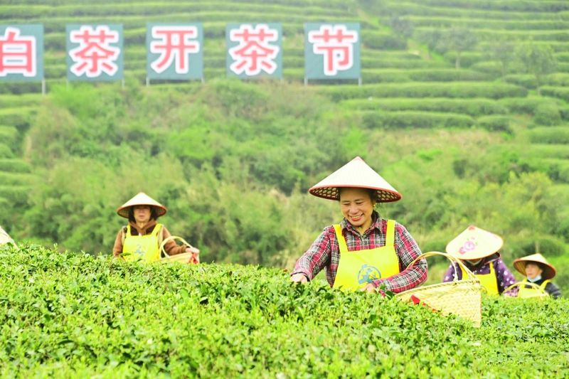 关于第十一届福鼎白茶开茶节，今天“云”开茶！的内容
