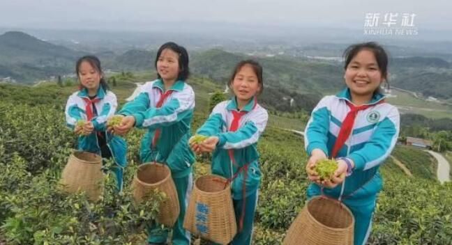 有关于四川邻水：小学课堂进茶园的信息(4)