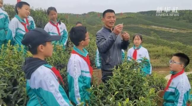 有关于四川邻水：小学课堂进茶园的信息(1)
