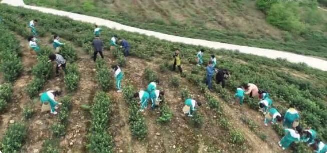 有关于四川邻水：小学课堂进茶园的信息