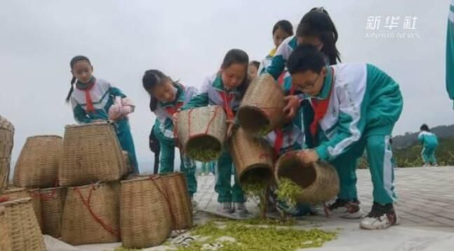 有关于四川邻水：小学课堂进茶园的信息(3)