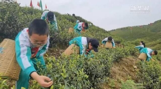 有关于四川邻水：小学课堂进茶园的信息(2)
