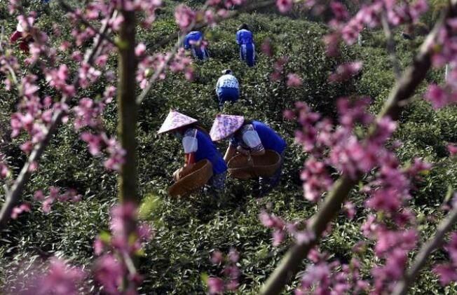 有关于湖北兴山：2022年万亩白茶抢“鲜”开园的消息(1)