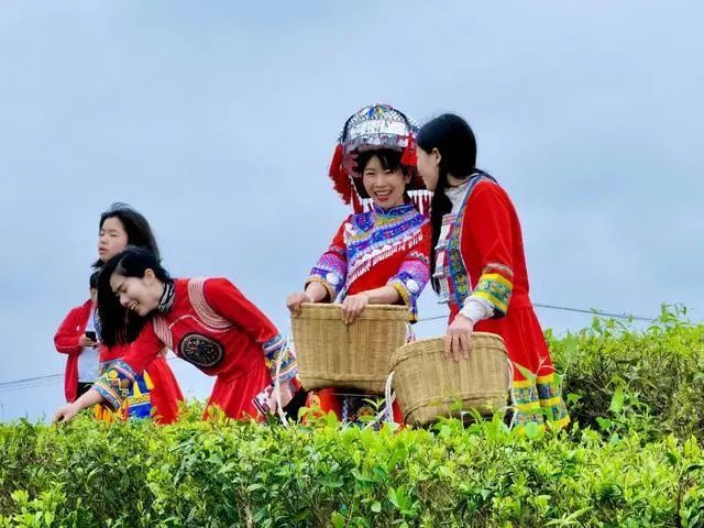 有关于湖南江华：防疫生产两不误，茶园飘香采茶忙的信息