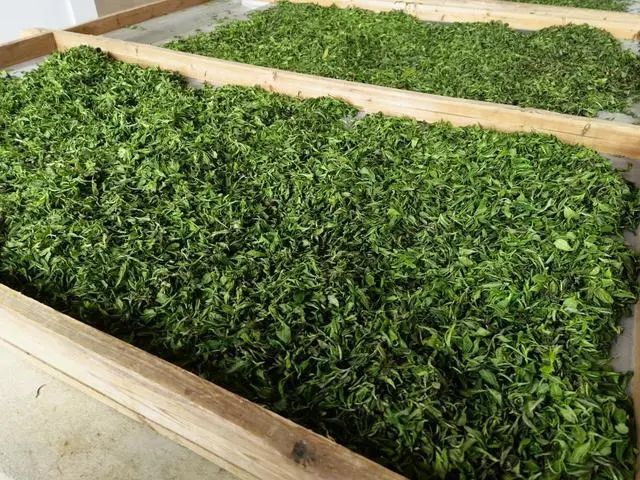 有关于湖南江华：防疫生产两不误，茶园飘香采茶忙的信息(1)