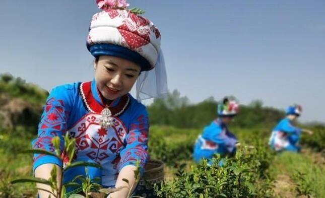 关于泸溪县:茶香四溢满园开的最新消息(2)