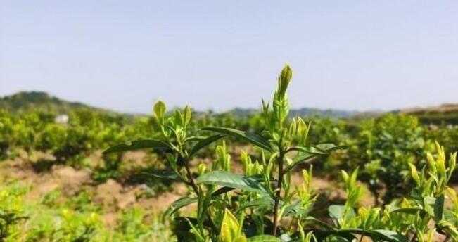 关于泸溪县:茶香四溢满园开的最新消息(1)