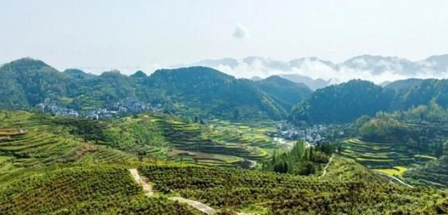 关于泸溪县:茶香四溢满园开的最新消息