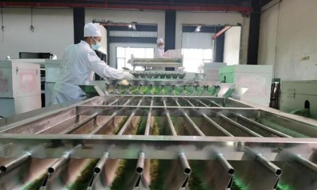关于泸溪县:茶香四溢满园开的最新消息(4)
