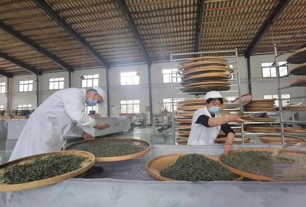 关于毕节太极村:百年古茶树焕发新生机的相关信息(2)