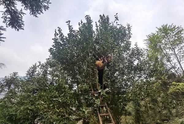 关于毕节太极村:百年古茶树焕发新生机的相关信息