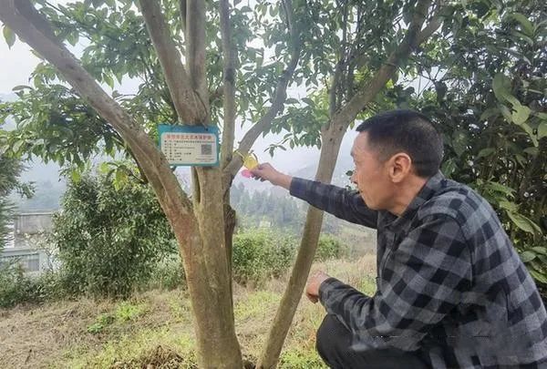 关于毕节太极村:百年古茶树焕发新生机的相关信息(1)