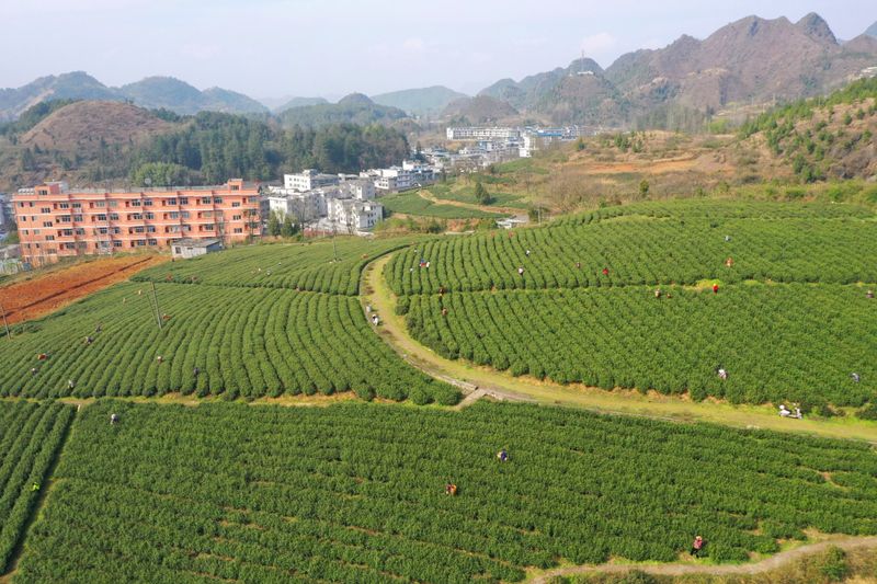 有关于印江:春茶满园香 产销忙不停的最新消息(4)