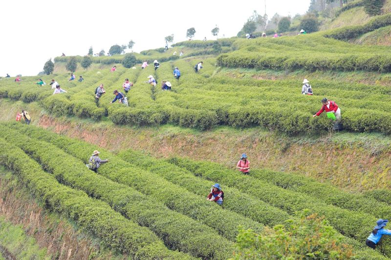 有关于印江:春茶满园香 产销忙不停的最新消息(1)