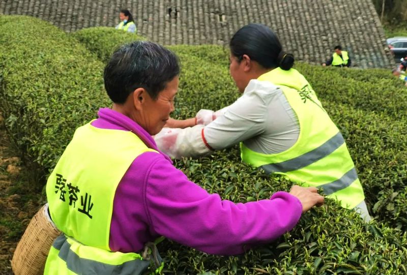 关于湄潭:春茶熏袖正堪尝,幽香不绝春味长的资讯(6)