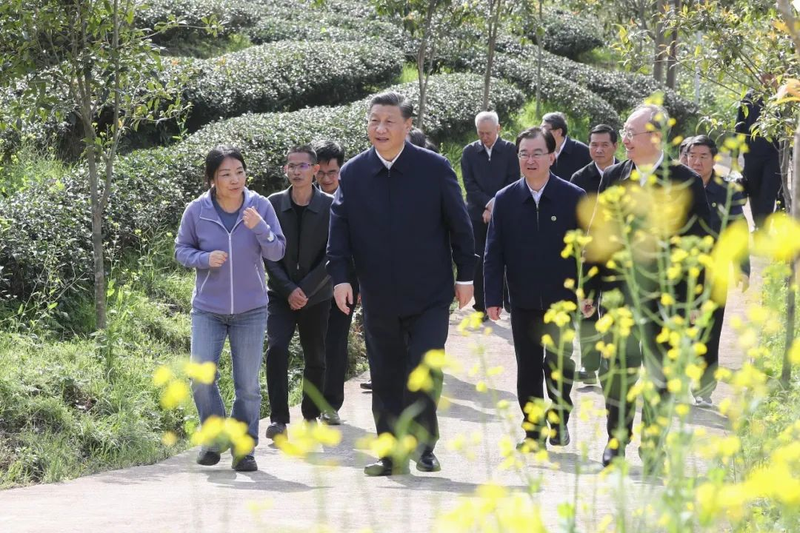 关于“三茶统筹”理念提出一周年,茶行业都发生了哪些巨变?的新闻