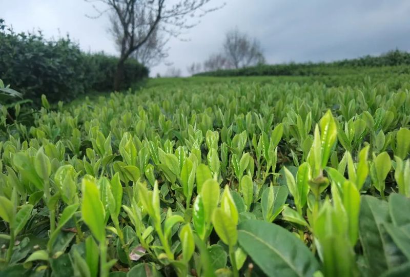 关于严守干净黔茶底线!春茶安全生产指导服务组前往大塘镇服务春茶生产的相关信息(4)